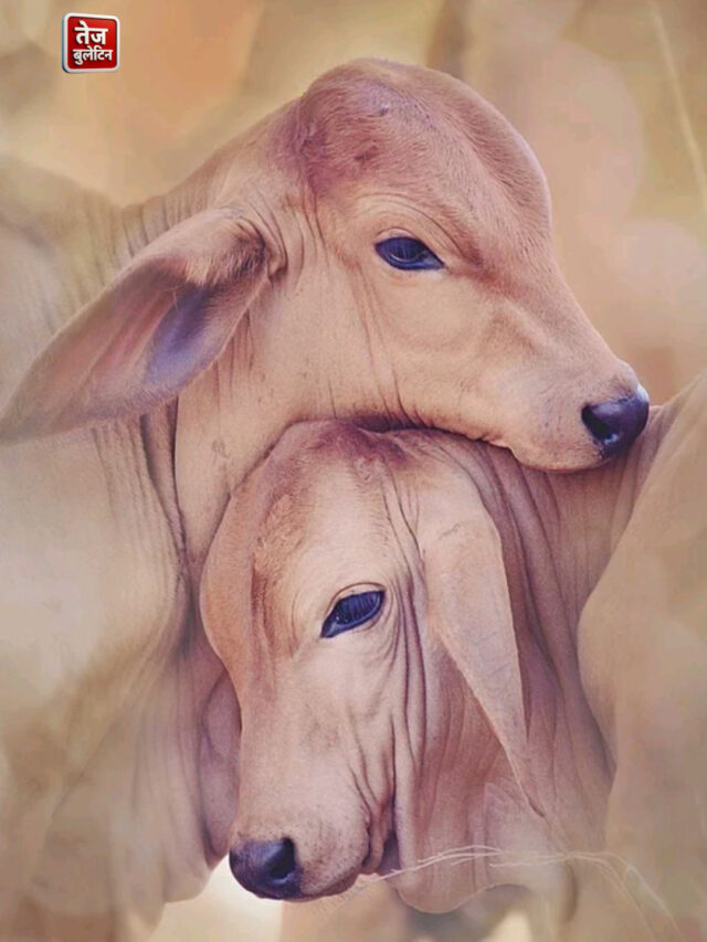 “गाय माता: 10 चौंकाने वाले तथ्य जो हर भारतीय को जानने चाहिए!”