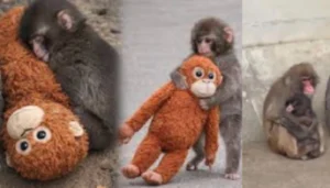 Seven-month-old macaque Punch-Kun being hugged by adult monkey at Ichikawa City Zoo Japan after facing rejection from troop