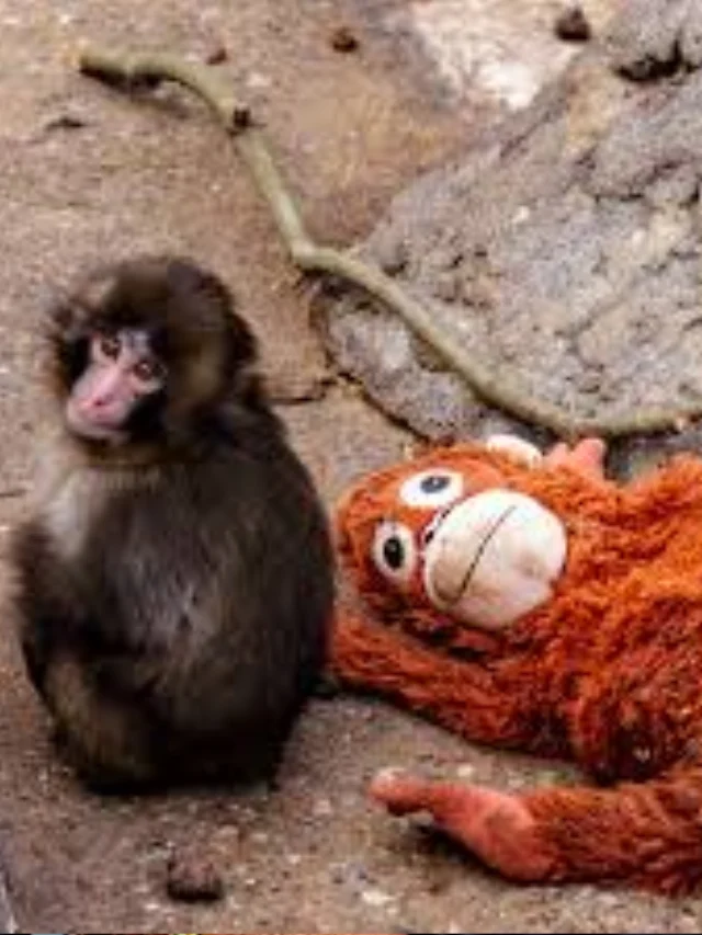 Seven-month-old macaque Punch-Kun being hugged by adult monkey at Ichikawa City Zoo Japan after facing rejection from troop